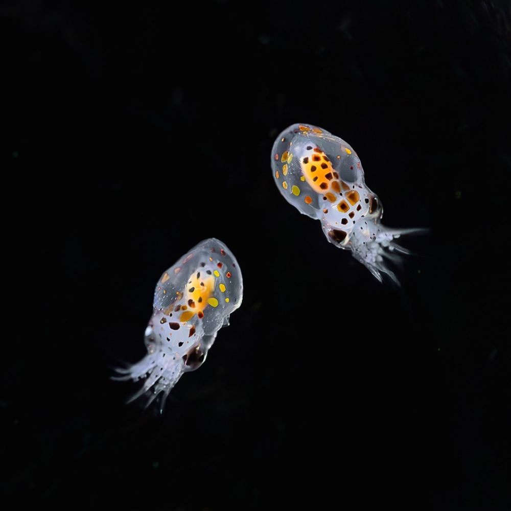 Two tiny red octopuses, only a few days old, showing early development of their red chromatophores.
