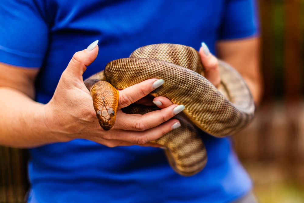 Birch Aquarium animal caretaker gently cradling a Woma Python, showcasing the snake’s bold eye markings and vibrant yellow and brown banded pattern.