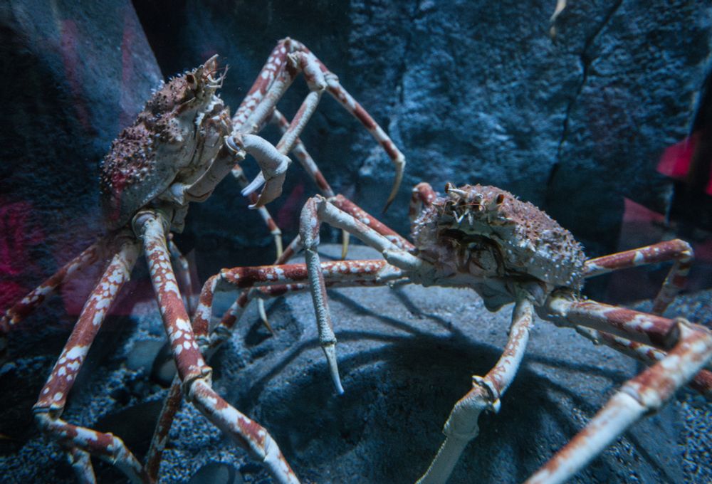 Two Japanese spider crabs facing each other underwater, surrounded by rocky substrate.