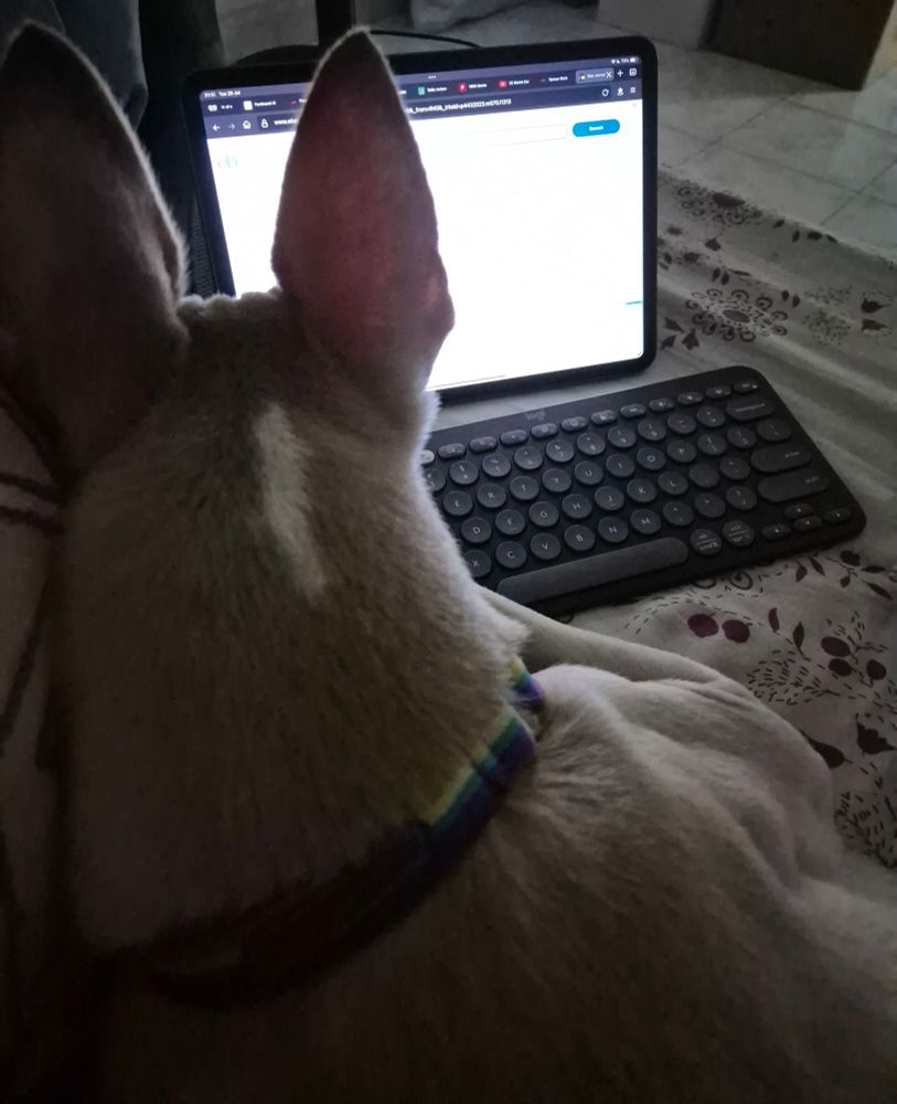 A dog staring at a screen as if it's about to type something.