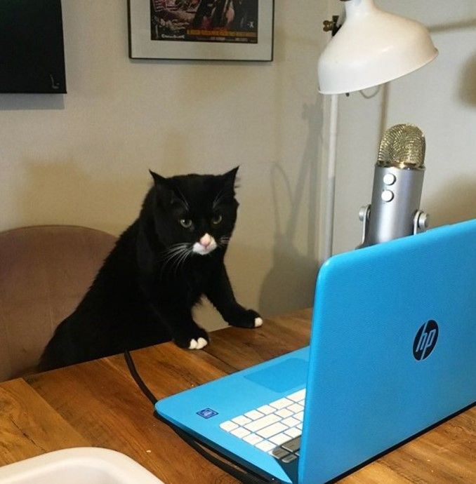 a tuxedo cat with a white snout and white paws stares intently at a laptop