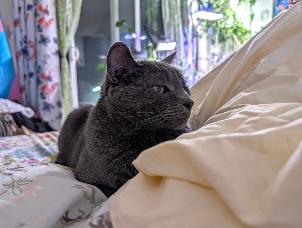 shadow the grey Russian Blue cat loafing almost directly at the camera, but looking off to the side. he looks very regal 