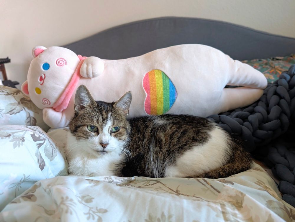 edi the tabby calico cat loafing and looking just slightly to the left of the camera. behind her is a long cat plushie of a cat lying on its side, with yellow and cyan eyes, a pink scarf, and a pastel rainbow heart on the belly 
