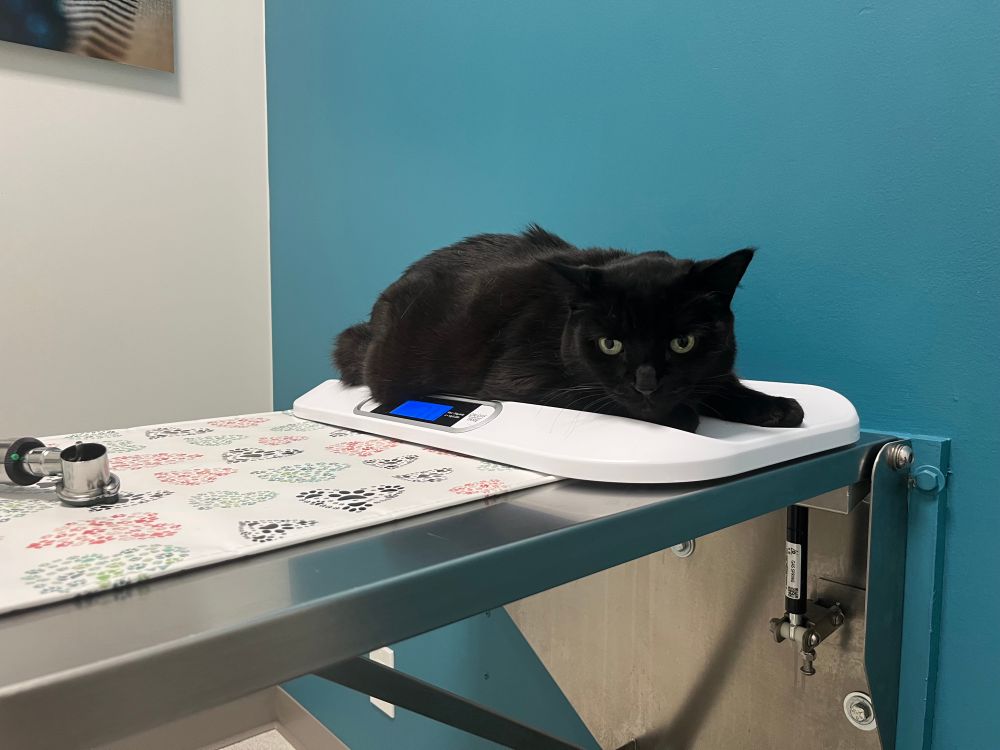 A grumpy black cat at the vet.