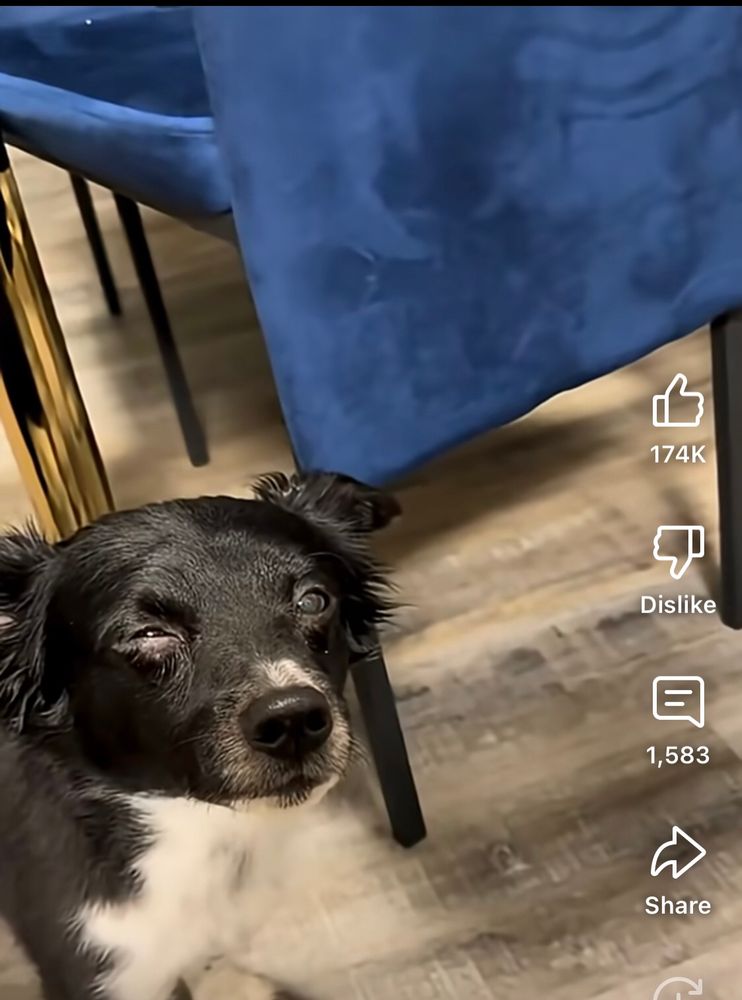 Screenshot from a youtube video of a small black dog with a white chest and next squinting an eye and feigning injury to get attention