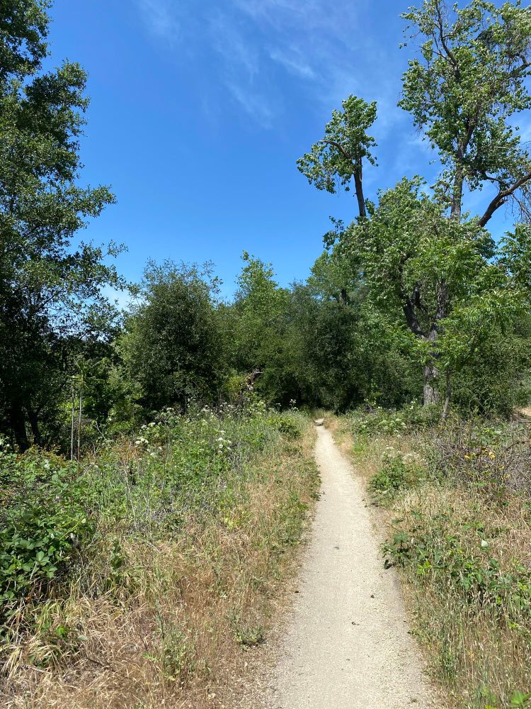 A narrow dirt path stretching straight through grass and flowers until it gets lost in some trees, with a bright blue sky and light whispy clouds. 