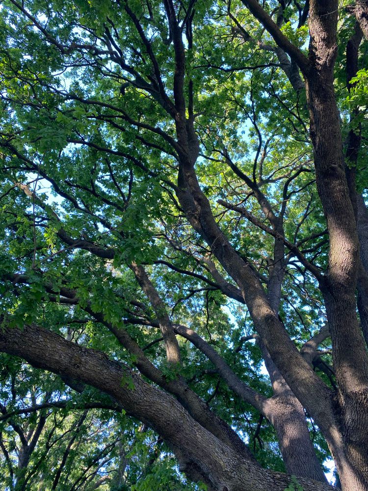 Photo looking up into an oak tree, with many large branches stretching to the sky. 