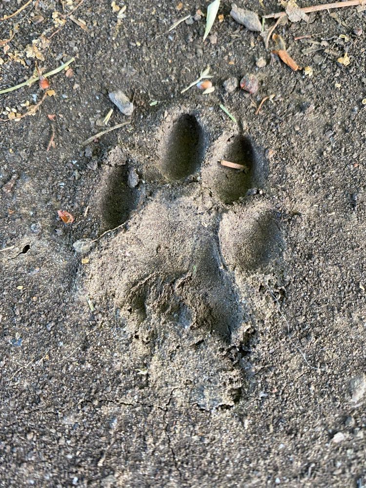 Big dog footprint in the mud