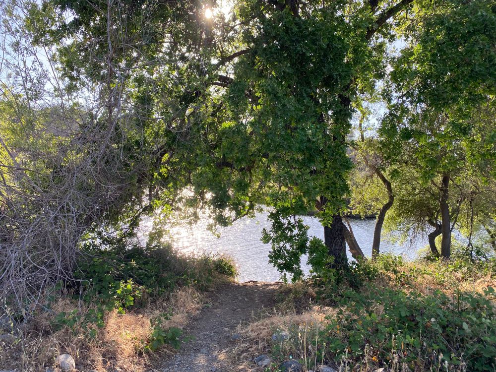 One last picture of the river beyond a bunch of plants and trees, but lit up golden in the setting sun, which can be seen at the top if the tree growing center right. 