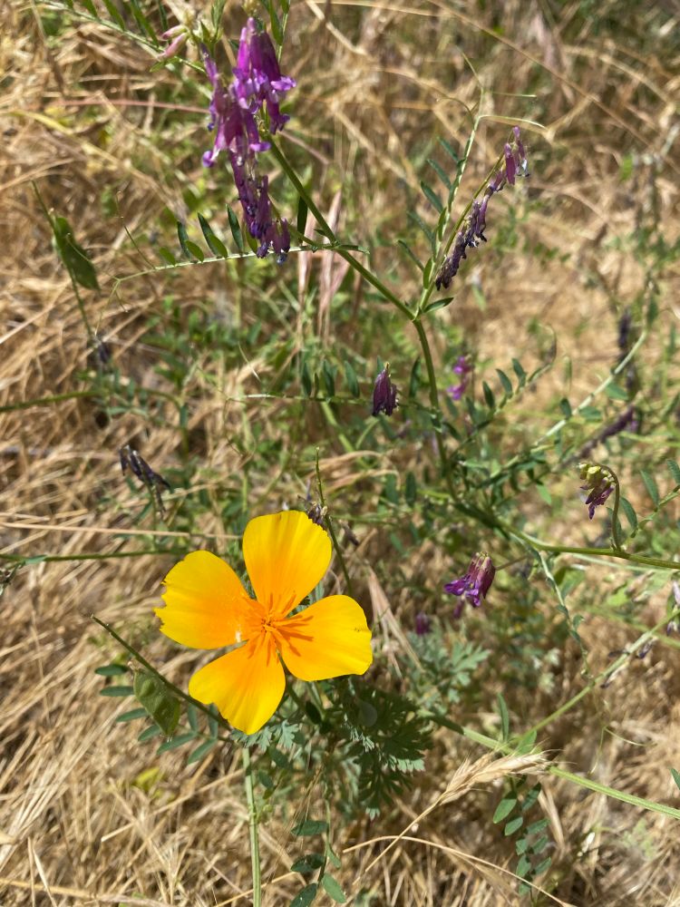 A single golden california poppy with petals open wide, next to a delicate purple flower I don’t know the name of, growing out of dried grass. 