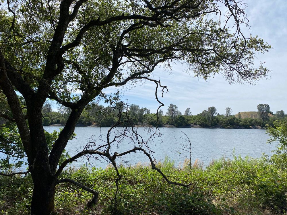 Photo looking at the river, both banks very straight, with a gnarled tree on the left in the foreground. 