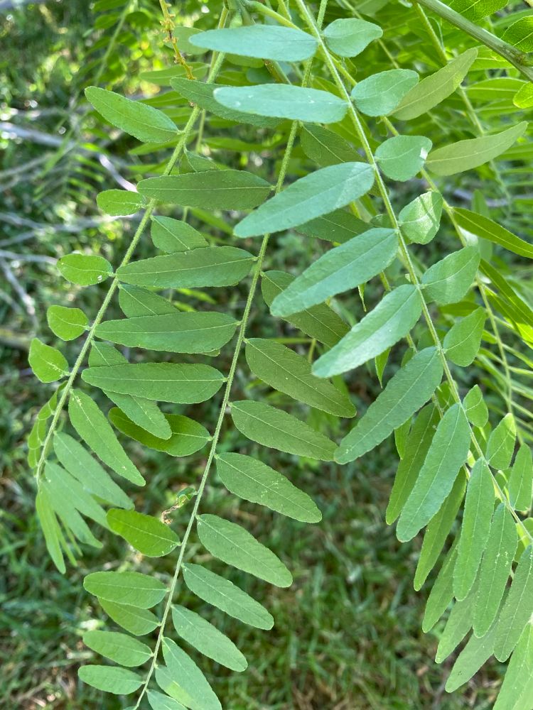 Close up photo of some leaves from a tree branch that had fallen down. Very green, cool pattern to them. 