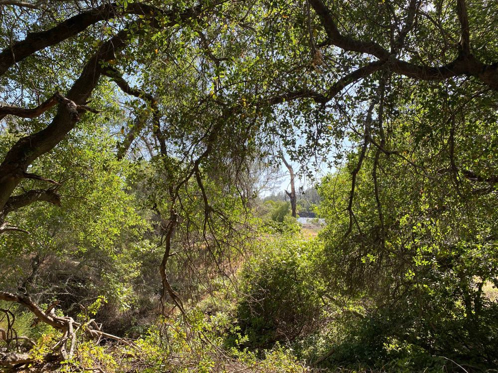 Bunch of trees and bushes with a single dead tree just right of center in the open space. 