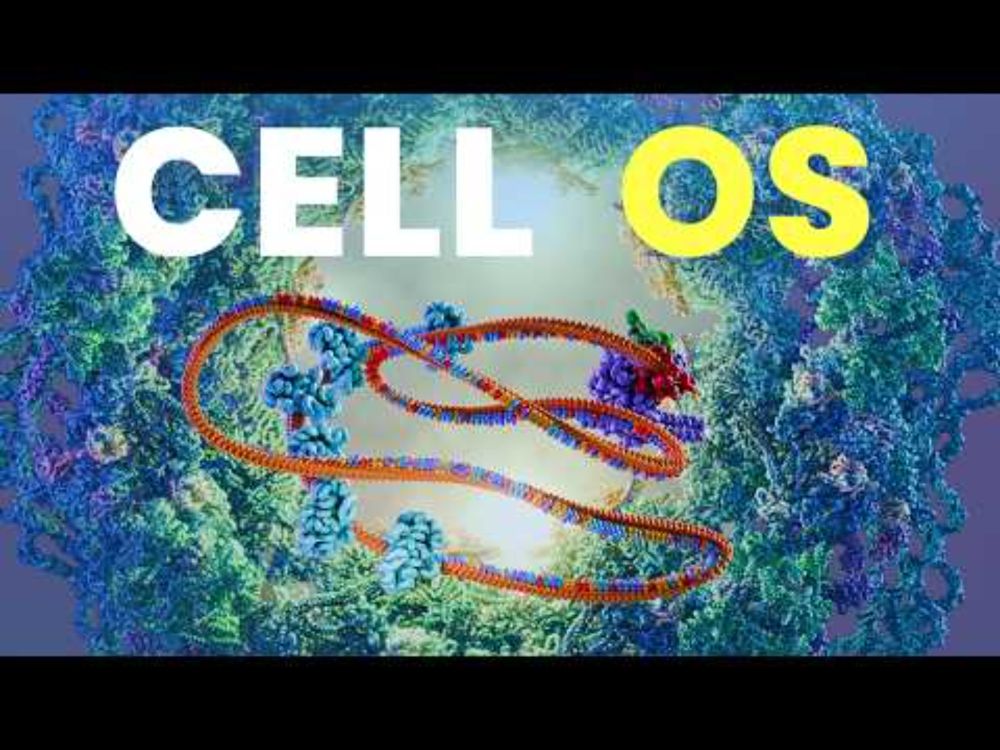 Your Operating System ｜Eukaryotic Transcription