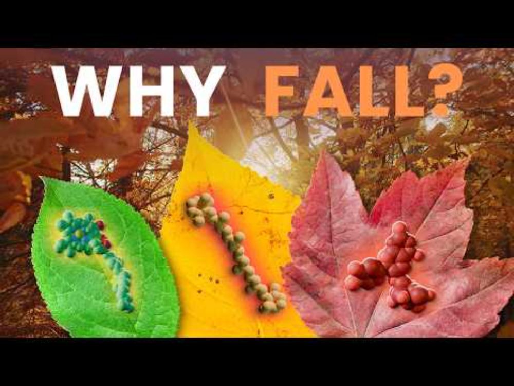 The Incredible Biology Powering Autumn Colors｜Leaf Senescence