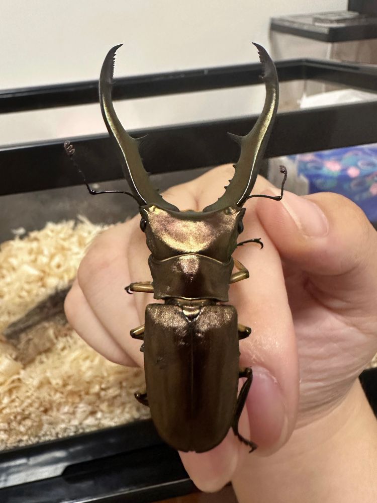 Beetle