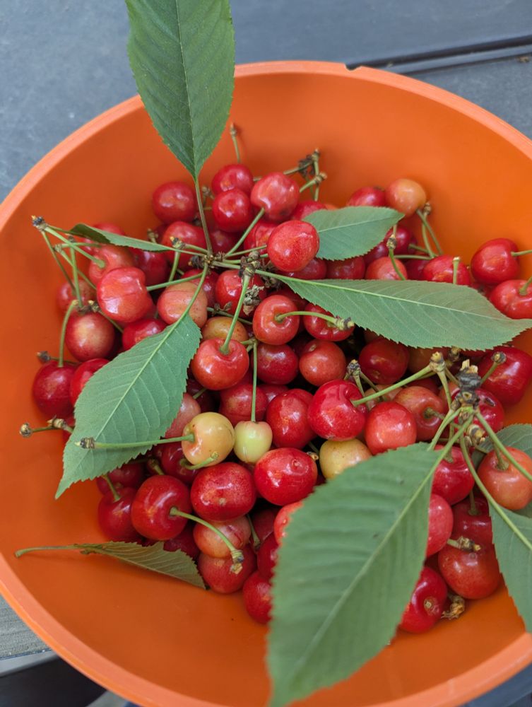 A bowl full of freshly picked cherries