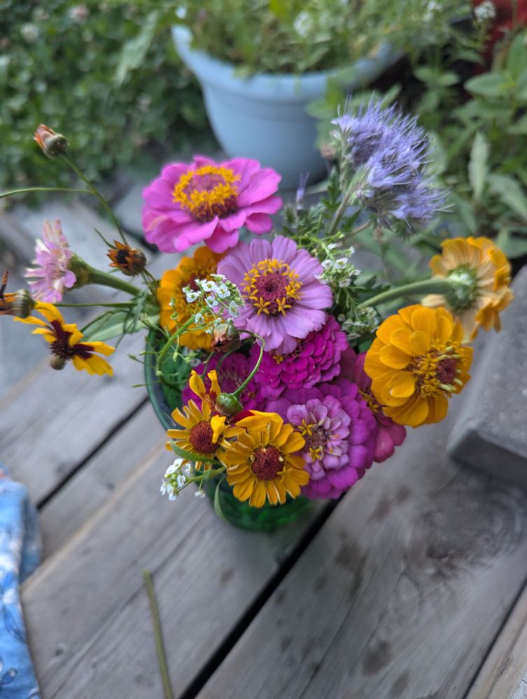 A vase of cut flowers from my garden this evening, with pink and orange zinnias and other flowers.