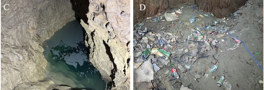 Distribution of Protocobitis longibarba sp. nov. and the environment of the cave at the time of collection A distribution map of Protocobitis longibarba sp. nov. B Liangfeng Cave in Fengshan County C, D cave in Lingyun County.