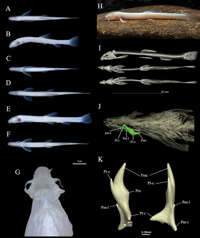 Morphometric characters of Protocobitis longibarba sp. nov. A–C lateral, dorsal and ventral views of male, holotype KIZ2024000004 D–F lateral, dorsal and ventral views of female, paratype KIZ2024000003 G ventral view of mouth H live male I lateral and ventral views of skeleton, paratype ZJFRF2402010 J, K suborbital spines (Abbreviations: Pmc, Processus mediocaudalis; Pl-c, Processus latero-caudalis; Pm, Processus medialis; Pm-l, Processus medio-lateralis; Pl-r, Processus latero-rostralis; Pm-r, Processus medio-rostralis).