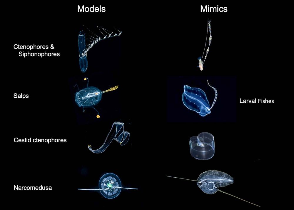
Figure 7. Mimics and models based on Greer et al (2016) with live blackwater images substituted: see other figures for
photographer credits, except the salp (AW).

Model organisms on left including salps and ctenophores and larval fish mimics shown on the right