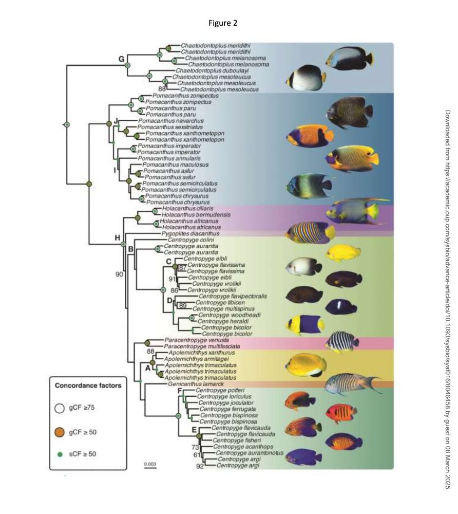 Figure 2. Species tree for 45 pomacanthid species generated by IQ-TREE v.2.2.2 from concatenated
UCE alignments (95% taxon completeness, corrected contigs). Node numbers represent ultrafast
bootstrap support values UFBoot < 95, gene (gCF)  50 and 75% and site (sCF)  50 concordance
factors. Node letters represent nodes highlighted in Table 2. Photographs by François Libert, Jake
Adams, Gregory McFall and Klaus Stifel (CC BY-NY 2.0