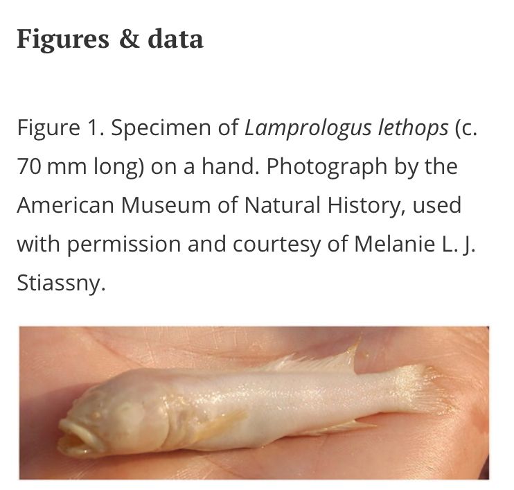 Specimen of Lamprologus lethops (c. 70 mm long) on a hand. Photograph by the American Museum of Natural History, used with permission and courtesy of Melanie L. J. Stiassny.
