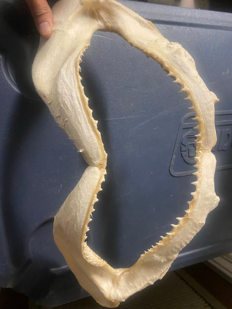 Shark jaws front view 