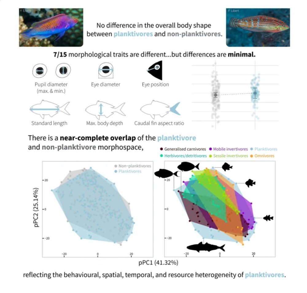 Planktivorous reef fishes are thought to possess unique morphological traits to feed on small, evasive prey. Despite the multitude of family-level studies addressing this hypothesis, results remain inconclusive. Our goal, therefore, was to determine whether specialised traits and patterns of morphological convergence are congruent across a comprehensive phylogeny of reef-associated fishes. We measured 15 morphological traits from 815 images of 299 species in 12 globally distributed families. Using phylogenetic comparative methods, we mapped the evolution of plankton-feeding across lineages; assessed the effect of planktivory on body shape; and tested for the presence of morphological convergence among planktivores. We demonstrate that planktivory is evolutionary ubiquitous and occurs in 12 of the most abundant global families. Some morphological trait differences between planktivores and non-planktivores were detected, but there was no difference in overall body shape. Contrary to longstanding assumptions, we show that planktivores have not converged towards distinct morphologies, but instead encompass the entire morphospace of reef fishes. Due to their behavioural, spatial, temporal, and resource heterogeneity, reef fishes of any shape and size can readily navigate the challenges of plankton-feeding.
