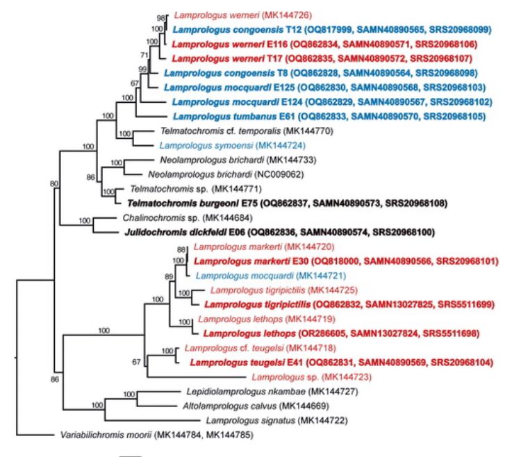 Figure 3. Maximum-likelihood (IQ-TREE 2) phylogeny based on all mitochondrial protein-coding genes of riverine Lamprologus species analyzed in this study (in bold) along with additional lamprologine species with available partial mitogenomes