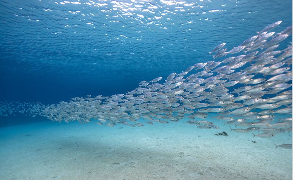 Fish schools are three-dimensional, with fish constantly rearranging their positions relative to each other. Fish can school in groups in a circular motion with little mean forward velocity or undertake active directional locomotion where the group moves forward along a common mean path as shown (photos via Getty Images).