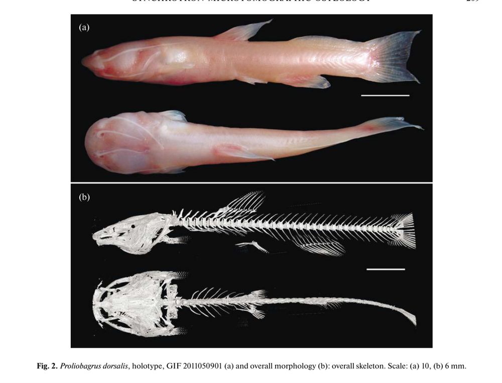 Proliobagrus dorsalis, holotype, GIF 2011050901 (a) and overall morphology (b): overall skeleton. Scale: (a) 10, (b) 6 mm

We use synchrotron microtomography to study the osteology of an eyeless stygobitic catfish from South China with the objective of examining its systematic position. The results support to assign this species to the superfamily Sisoroidea. Proliobagrus He, Lundberg, Yang et Yang, gen. nov. is proposed diagnosed with a combination of characters: infraorbital bones reduced to one posteriormost element and lacrimal; mesocoracoid arch incomplete; first dorsal-fin pterygiophore compressed lacking paired bony canals for erector muscles, fused with an anteriorly directed process at its proximal end, and remote from Weberian complex; compound Weberian centrum with a ventral median ridge instead of paired ventrolateral ridges, an auxillary parapophysis posterolaterally off compound Weberian centrum, heavy strut-like process ventrally off the fourth neural spine, claustrum absent, tripus with outwardly extended transformator process; anterior cranial fontanelle closed, posterior cranial fontanelle subdivided into anterior and posterior remnant; first proximal pectoral-fin radial roughly round; dorsal and ventral procurrent caudal-fin rays less than ten respectively; base of nasal barbel on anterior rim of posterior nostril; skin lacking tubercles. In a first cladistic analysis, Proliobagrus is grouped with sampled amblycipitid species. The abrupt change of insert position of the first dorsal-fin pterygoid implies that none of extant amblycipitid species could be considered as direct ancestor of Proliobagrus and it represents a relic lineage surviving in subterranean waters.