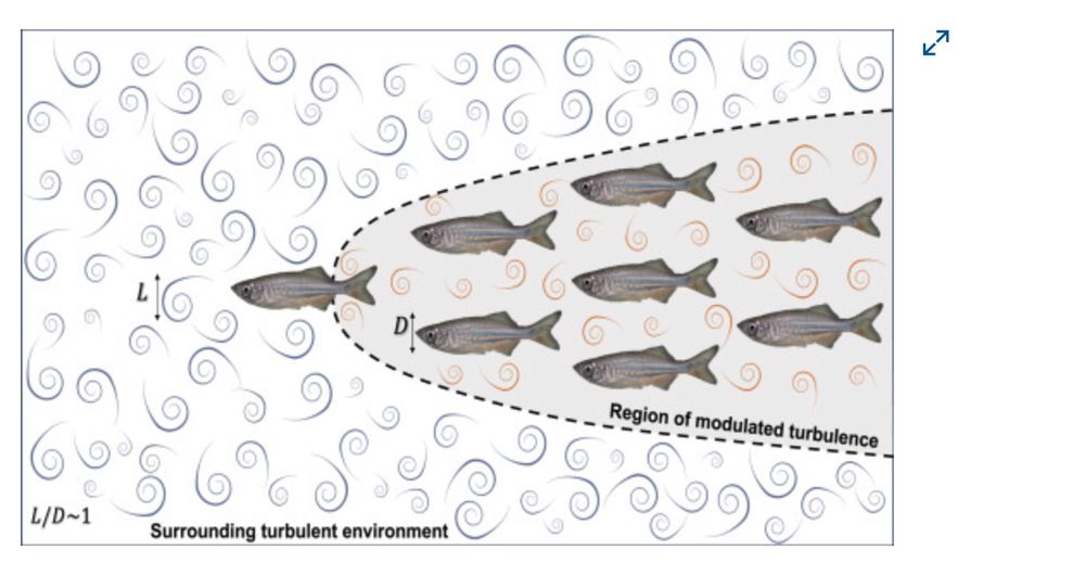 Illustration of the hydrodynamic sheltering hypothesis for collective movement