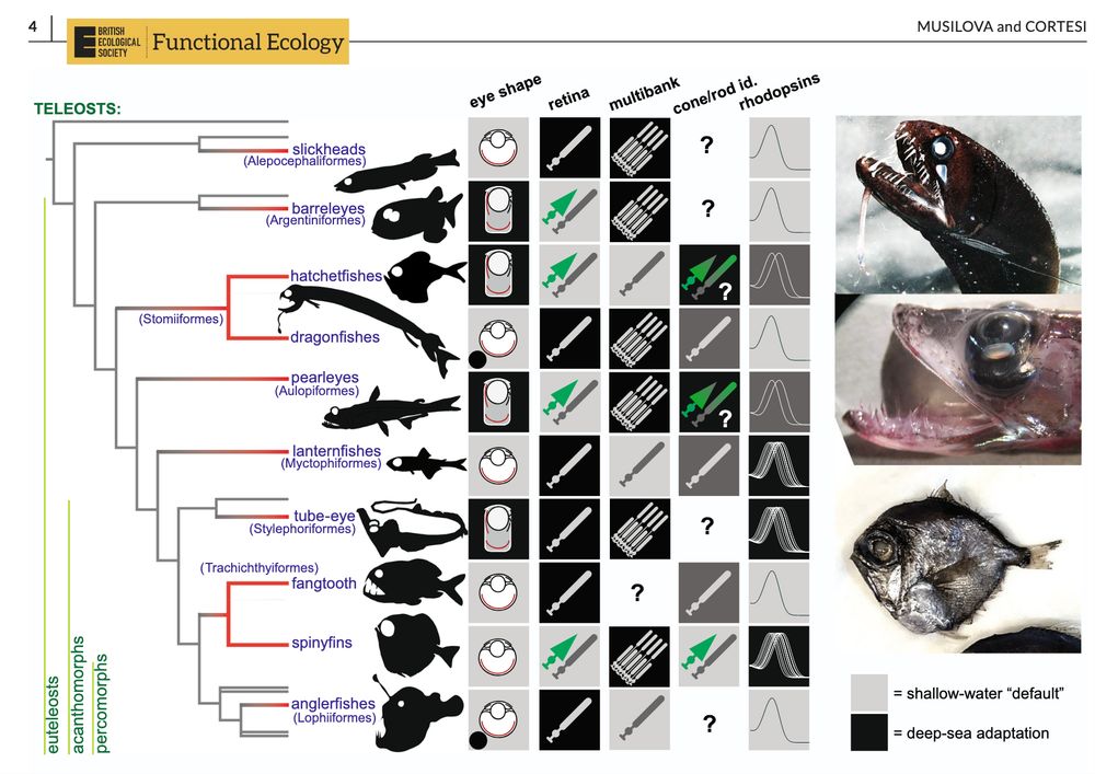 deep-sea adaptations have evolved independently in several groups.
Eye shape: A prominent morphological example is the evolution of an elongated tubular, barrel eye to maximize photon capture in several
deep-sea groups. Groups, where tubular eyes are common, are marked by a black square and a tubular eye scheme; groups with one/
few cases of tubular eyes but where the majority of species have a camera-type eye are marked with black dots (i.e. anglerfishes and
dragonfishes). Retina: Rod-only retinas are a common feature of many adult deep-sea fishes. In other cases, they possess the typical duplex
retina with cones (green cells) and rod cells (grey cells). Multibank: In some species, the rod cells are organized in multiple layers, forming a
multibank retina, while other deep-sea fishes have the typical vertebrate single layer. Cone/rod id: Some deep-sea fishes have photoreceptor
cells with an uncertain id that is intermediate between rods and cones due to a mismatch of the opsin and phototransduction cascade genes
(e.g. in Scopelarchidae and Evermanellidae; Aulopiformes), or thanks to the presence of transmuted cells (i.e. rod-like cones in Maurolicus
spp.; Sternoptychidae; Stomiiformes). Rhodopsins: Like other vertebrates, most lineages only have one rhodopsin (rh1) gene. Two rhodopsins
are found in pearleyes (Scopelarchidae; Aulopiformes), and hatchetfishes (Sternoptychidae, Stomiiformes), and more than three rhodopsin
genes are found in lanternfishes (Myctophiformes), spinyfins (Diretmidae), and tube-eye (Stylephoriformes). Photos (from top to bottom):
Threadfin dragonfish, Echiostoma barbatum (Stomiiformes; photo Zuzana Musilova); pearleye, Benthalbella sp. (Aulopiformes; photo Zuzana
Konvičková); and silver spinyfin, Diretmus argenteus (Trachichthyiformes; photo Vít Kaufman). Based on data from Collin and Partridge (1996),
De Busserolles et al. (2017), De Busserolles et al. (2020), Lupše et al. (2021) and Musilova, Cortesi, et al. (2