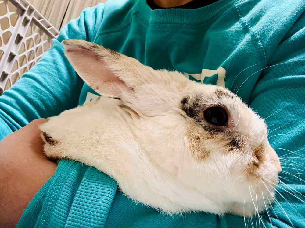 Holding my bunny to keep warm