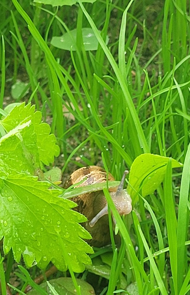 Image taken by user of a snail among the folliage in light rain