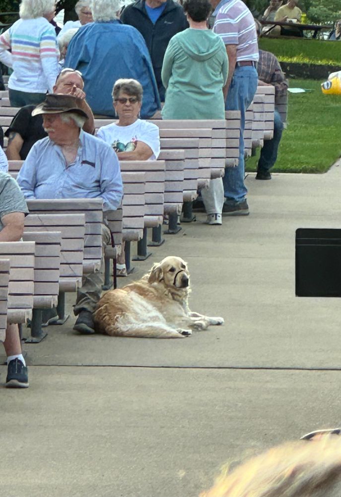 A good-est boy. An old golden Labrador retriever. 