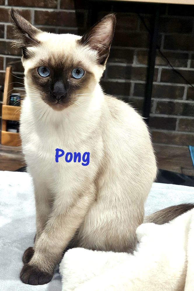 Seal Point Siamese kitten