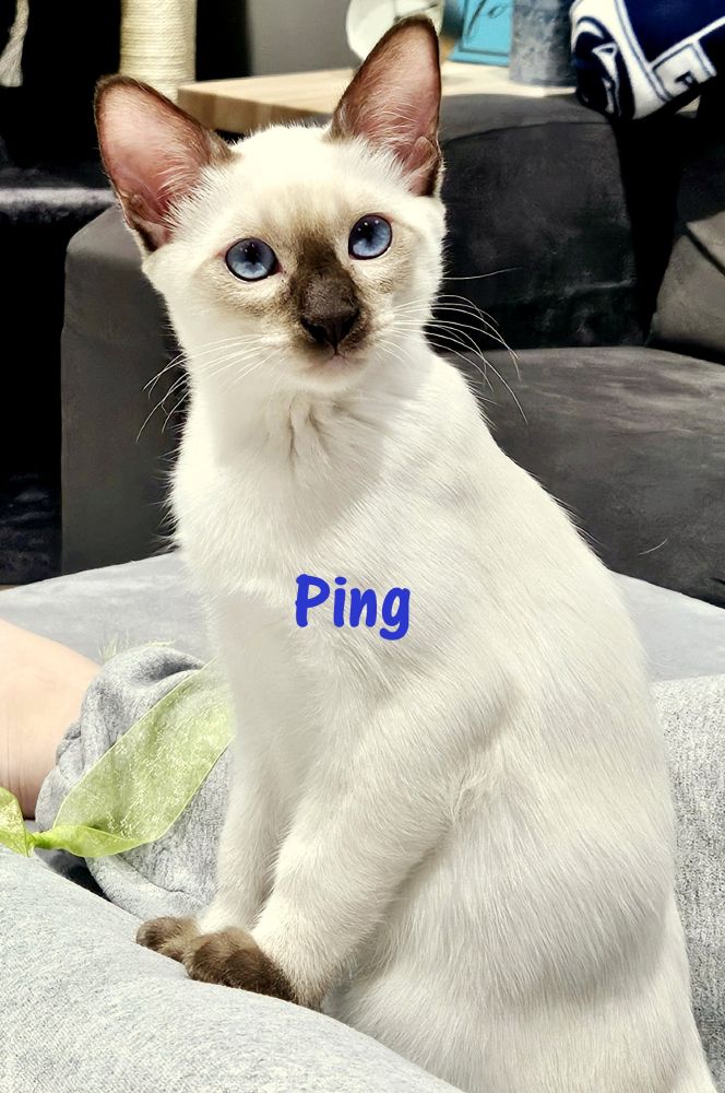 Chocolate Point Siamese kitten