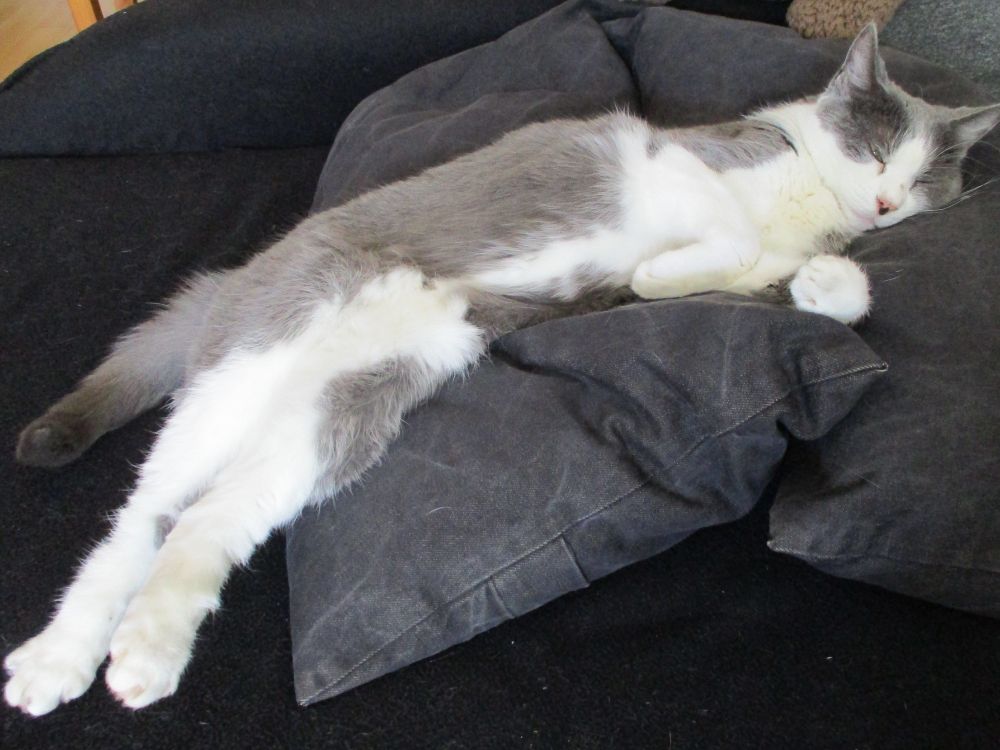 Grau-weiße Tuxedo-Katze schläft quer über zwei schwarze Sofakissen. Die Vorderpfoten sind leicht angewinkelt, die Hinterbeine sind ausgestreckt.