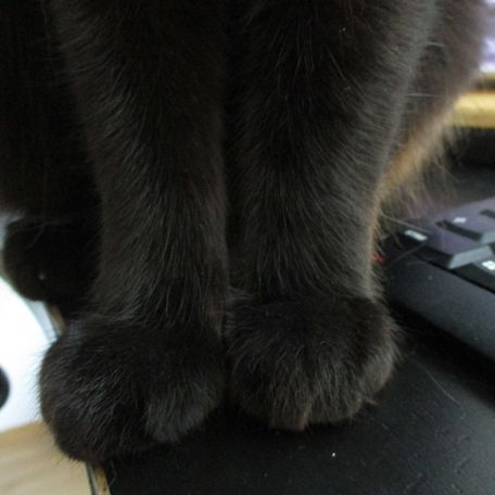 Eine schwarze Katze sitzt auf der Kante eines Schreibtischs, die Pfötchen dicht nebeneinander. Von der Katze sind nur die Pfötchen im Bild. Rechts von der Katze liegt eine Tastatur.