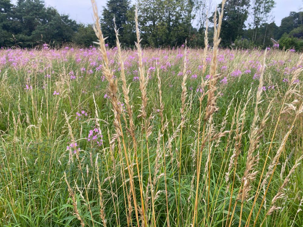 Meadow of tall pink/purple fireweed with bees