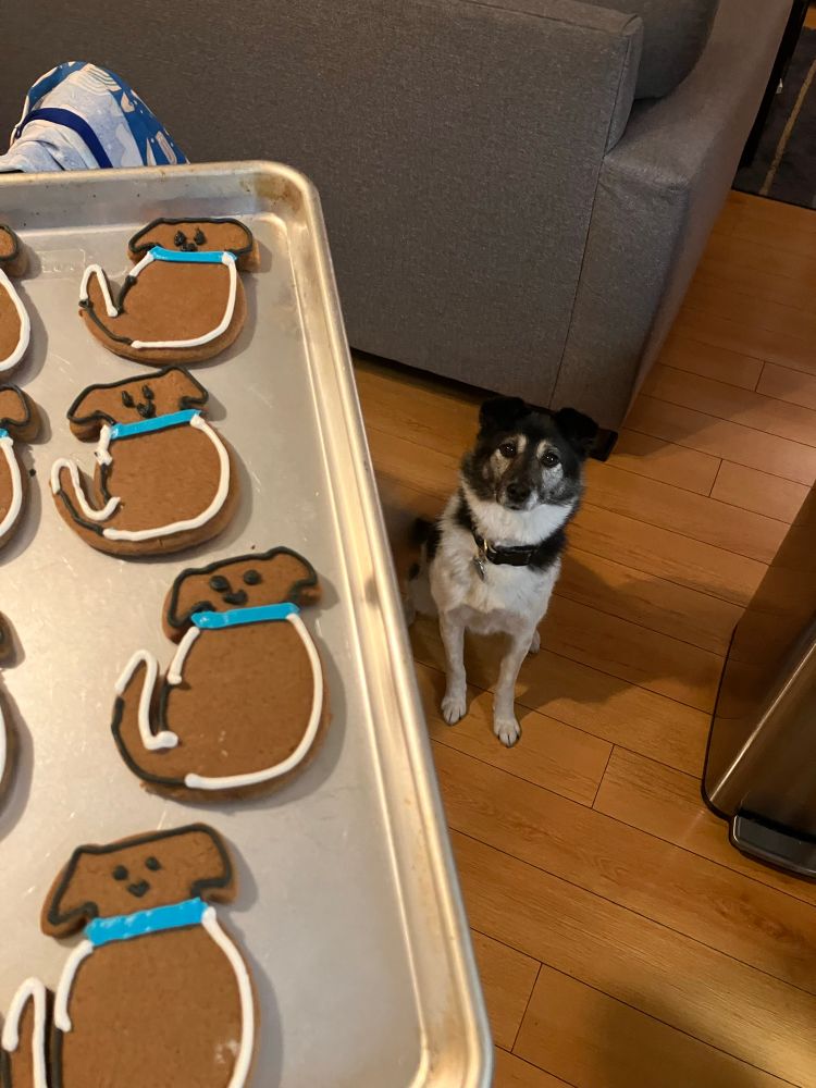 Dog cookies and dog