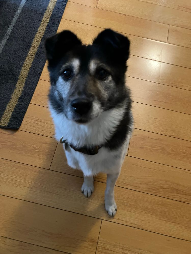 Dog