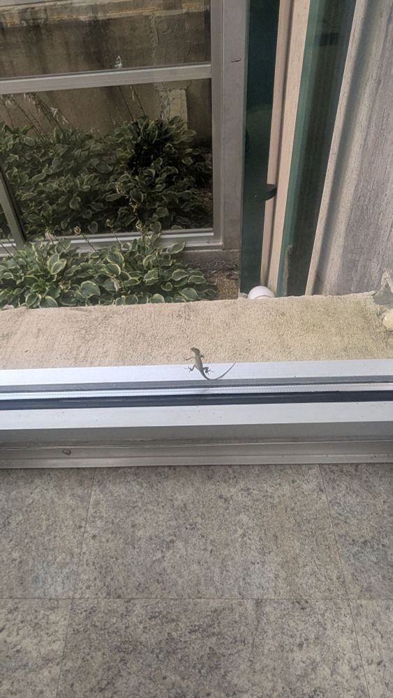 A tiny anole sticking to a large window