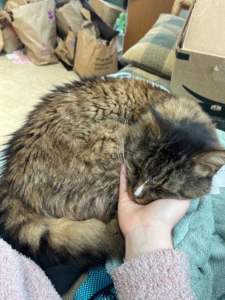 A fluffy tabby colores Maine coon mix cat, with a white vertical nose stripe. He is asleep on a white hand about the same size as his head. He is laying on a blue towel on a wooden couch with green checkered cushions