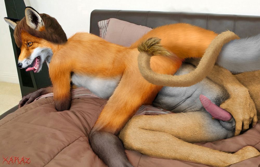 A photomanipulation of an anthro fox man in the process of anal voring a lion on a bed.  The lion's head, upper torso and one arm are fully inside the fox, with his abdomen noticeably distended.  The lion's other hand is holding his barbed cock, with his tail curled around the fox's