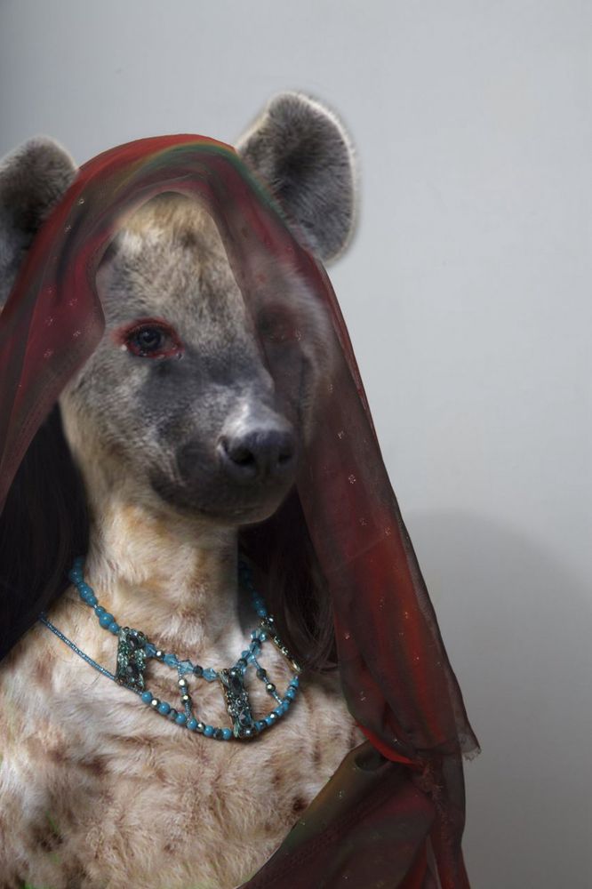 A photomanipulation of a hyena woman wearing a red dress and matching veil, with a turquoise bead necklace