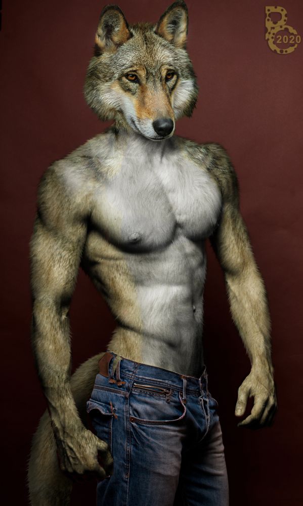 A photomanipulation of a shirtless male anthro wolf wearing jeans, posing for the camera in a medium shot