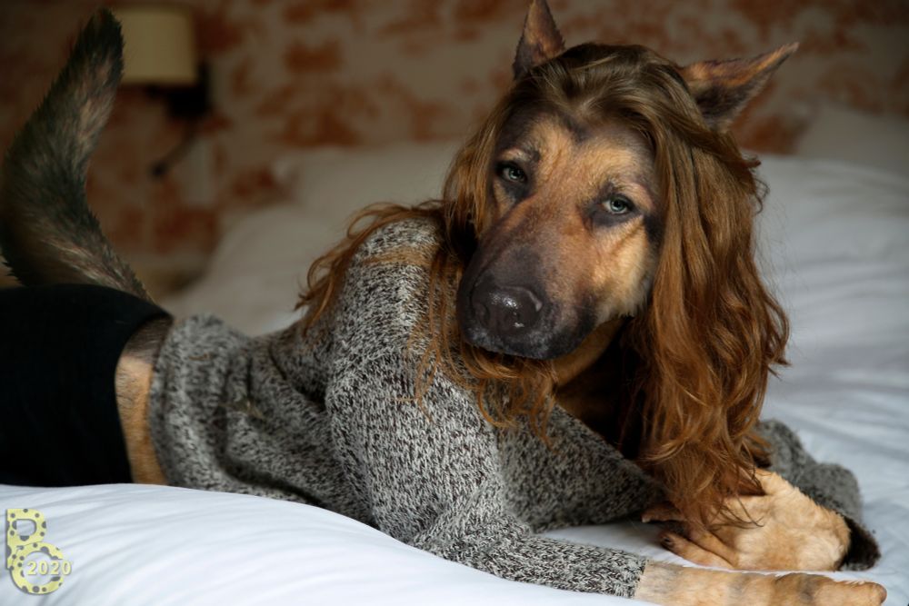 A photomanipulation of an anthro German shepherd girl with long brown hair, wearing a gray sweater, lying down on a bed looking at the camera